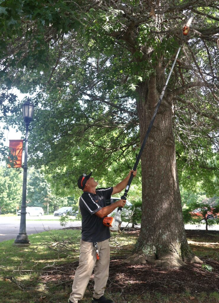 An employee clears a dead branch.