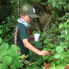 A boy picks a berry during Pioneer Skills Camp in 2024.