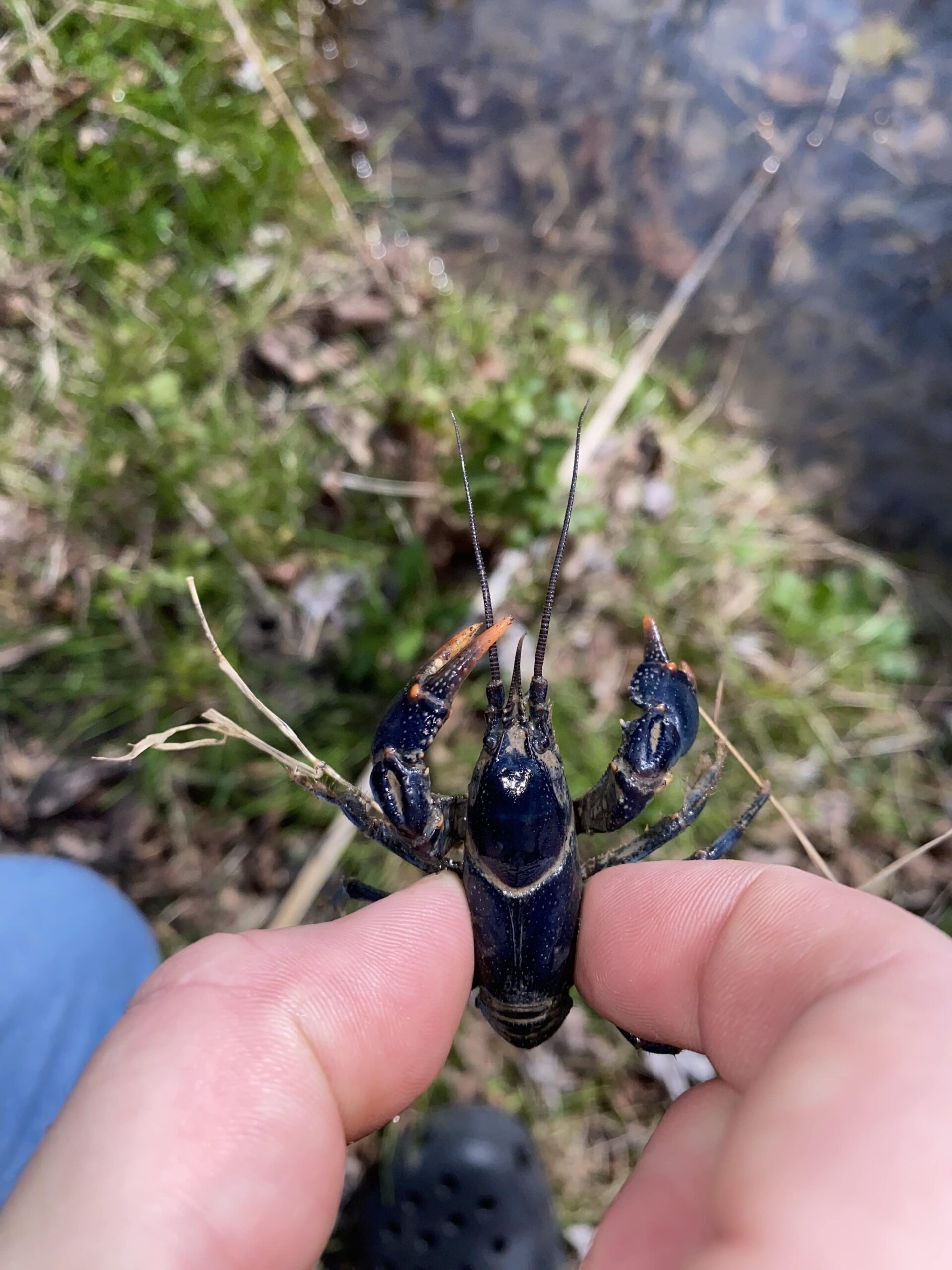 Tennessee Wildlife Resources Agency examining potential new crayfish ...